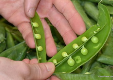 Roland-Edwin opened one of the peas from Green Peas to show the goods inside.