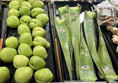 Chayote and aloe from Mexico along with turmeric and ginger.