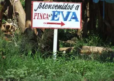 Finca EVA plantation