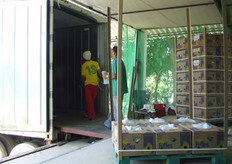 These bananas are packed for Fyffes