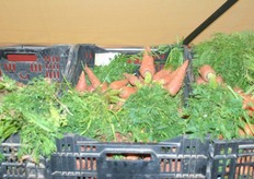 Innovations on the floor