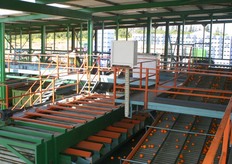 This is the fruit that goes to the industry.