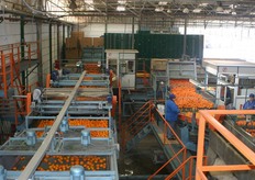 The packhouse has got two lines.