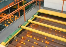 On the belt the clementines are sorted by size.