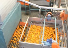 The clementines get waxed