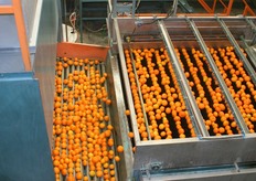 The clementines get waxed and are rolled around to make sure that the wax covers the whole fruit. After the wax the fruit will be dried again, otherwise the fruit gets sticky. With the wax on the fruit all treatments are ready.