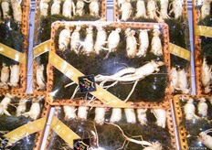 Korea's well known ginseng