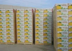 Singo pears for export