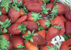 The 9025 strawberry variety
