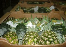 A selection of size 8 pines