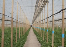 This type of cultivation generates 5-6kg of fruit per square metre, harvested between April and June. Each plant gives up 6 or 7 fruits.