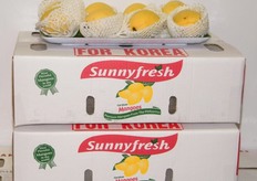 Hi-Las' mangoes for Korea