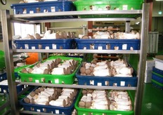 after sorting the king oyster mushrooms