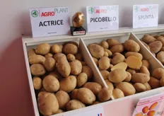 Actrice, one of the most successful varieties in recent times from Agroplant, they cannot supply enough to satisfy demand at the moment.
