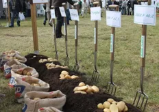 The potato varieties were displayed in many ways, this was the display from Roquette.
