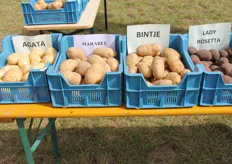 A few of the varieties from Bart's Potato Company.