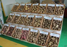 The potato varieties from Cygnetpep.
