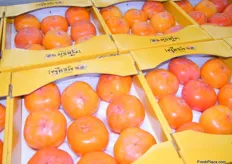 Korean persimmon or gam, harvest season has started and expected to last until early December