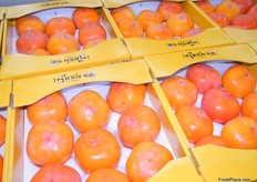 Korean persimmon or gam, harvest season has started and expected to last until early December