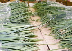 "Korean spring onion, great in making "pajeon" - Korean pancake"