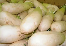 Giant white radishes available, perfect in making Korean side dishes!