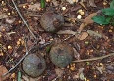 These Coco shells already fell from the tree