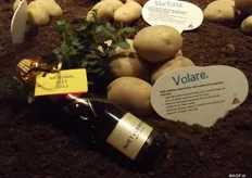 Volare is a high yield white flesh potato is very suitable for sales markets of coarse growing potatoes. Volare is, along with the Arizon, which was introduced two years ago, every suitable for e.g. the Italian market and were therefore chosen to be the two varieties with received extra attention during the variety shows.