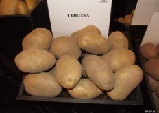 Corona produces coarse potatoes very quickly, It is a robust plant and perfect for countries with 100 cultivation days for a maximal turnover.