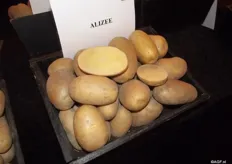 The fifth new variety won’t make the variety list until next year. Alizee has a high yield in a medium coarse size of potato and is a washable variety. It’s a mid-early variety and very stable.