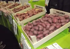 When there is a lot of supply of potatoes on the market the price is less good than when there is little supply. Europlant will focus on the yield reliability of a variety. This means that they are working towards a good yield for the grower, no matter what is happening in the market. An example is Jelly.
