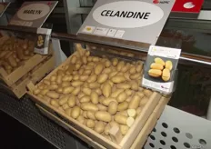 The last sector is Retail Fresh for the supermarkets, for instance. They are more often the varieties which have already been washed or pre-packaged. The sales countries are mainly the richer countries, who have more money for the potatoes due to the smell, quality, packaging etc. Celandine has a strong flavour and is often used in catering.