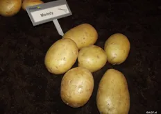 Melody, a crumbly table potato, and the most well-known variety of C.Meijer. Despite this being a crumbly variety, Johan van der Stee says that the younger generation is leaning more and more towards the solid cooking potatoes, because of the bite.