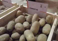 Eurostar is suitable as a chip variety with a high yield. It is a mid-late variety and suitable for long storage. Eurostar offers the potato market more than just high yields. Less use of nitrogen and pesticides, but also the high resistance against nematodes contributes towards a sustainable production.