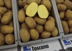 Toscana, one of the varieties which received extra attention during the variety shows. It’s a solid cooking table potato. The light yellow spud has a clear peel. The variety is now being introduced in consumer packaging fit for supermarkets.