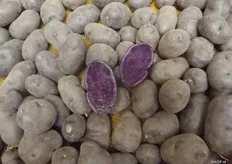 TPC has multiple special varieties, among which the Bergerac. This is the improved Vitelot variety, and older table potato variety with purple flesh and a purple peel. These are specialities for a small market where you can ask for a higher price. It is all extra besides the normal sales with good turnover. * Fun fact: Bergerac is the area the truffle is really from.