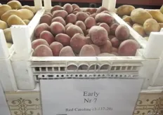 The new highlight during the variety shows; the Red Caroline. This is an early red peel potato. Michel said that there never used to be much supply of early red peel potatoes, because they are often hard to grow. Nowadays there are a number of them, among which this Red Caroline.