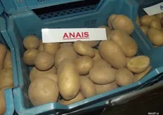 Anaïs, very early, well self-presenting, highly productive ware potato. Large, regular spuds, reasonably solid cooking with nice yellow flesh and a good flavour. Used to be a big variety and is now making a comeback.