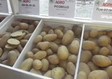 Picobello was also in the spotlight. This is a slightly less coarse growing variety and is also used in small packaging. They also have special varieties such as the crumbly Koopmans Blauwe. This is an exclusive, mid-early consumption potato with a very good taste. It forms a large amount of spuds with s specific dark blue peel. This is small variety, and so a real niche market.