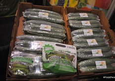 Cocktail, mini and long english cucumber