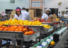 Sorting machine for peppers