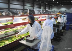 Packing line for the mini cucumbers