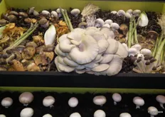 Numerous mushroom varieties exhibited at Sousacamp’s stand, with the substrate that the company itself produces and distributes.