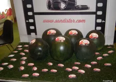The horticultural company AgrupaEjido, faithful to its commitment to quality, presented its new black seedless watermelon “SandiStar”. After several months’ work, it has already hit the market. Round and of a dark green colour, this watermelon is characterised by its intense flavour, sweetness and pleasant texture.