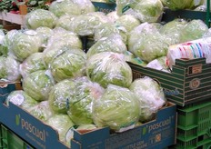 Pascual Marketing of Spain, established in 1949, the company grows their product in Spain, UK, Senegal, Czech Republic and Poland. Products are root salads leafy salads baby leaf Organic Vegetables Tomatoes Citrus.