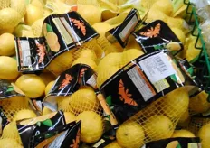 AMASOL lemons(Poland), part of the Spanish company Citricos Cox, which has been engaged in the production and global distribution of citrus fruits since 1960.