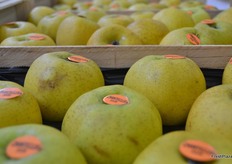 Chantecler a popular variety in France. These apples store well. The apples from the photo are harvested a year ago.