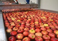 First the apples go in warmer water so the wax will stick easier to the apple.