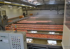 Apples are selected by weight and size. Every row is a different weight and size.