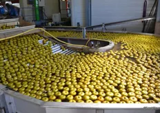 Chantecler apples transported by water to the sorting machine. This limits the damage
