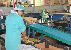Bags with apples are going in a box